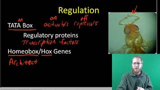 Prokaryotic and Eukaryotic Gene Regulation [upl. by Erej]