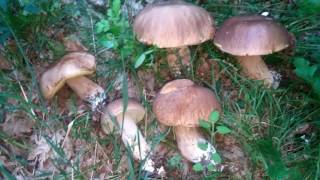 Boletus aestivalis day  MACINETOR [upl. by Aivek]