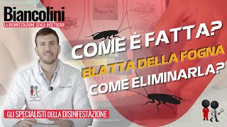 🪳​🔎​Blatta delle fogne come è fatta e come eliminarla🪳​🔎​ [upl. by Gally]