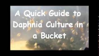 How to culture daphnia outside [upl. by Charlotta]