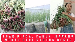 Panduan Lengkap Menanam Bawang Merah di Karung  Panen Melimpah [upl. by Ynohtnaleahcim]