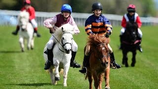 Shetland pony racing [upl. by Ahsitruc305]