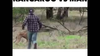 Kangaroo VS The Man Revenge of the roo VOICEOVER [upl. by Langelo]