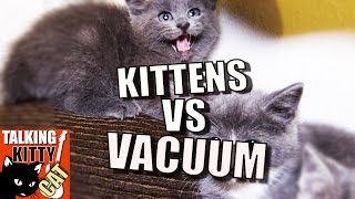 Talking Kitty Cat 49  Kittens vs Vacuum [upl. by Hoskinson944]