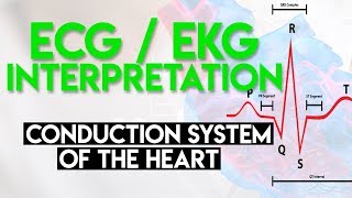 Electrical Conduction System of the Heart  ECG EKG Interpretation Part 1 [upl. by Niel192]