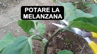 POTARE LA MELANZANA [upl. by Kenti]