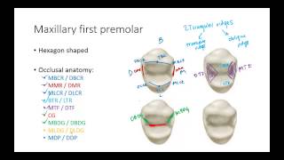 Dental Anatomy Premolars [upl. by Hew]