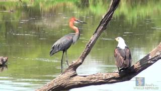 Goliath Heron vs African Fish Eagle [upl. by Labannah481]