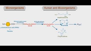 Sulfonamides and trimethoprim animation folic acid inhibitors [upl. by Essile]