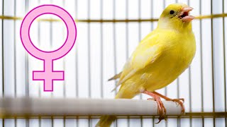 FEMALE canary SINGING [upl. by Roy]