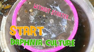 How to culture daphnia moina the easy way 1  Starting the Daphnia culture [upl. by Nagek]