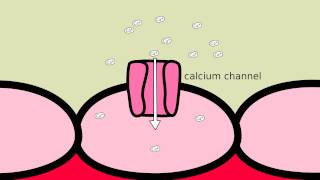 How does Amlodipine work [upl. by Sivartal]