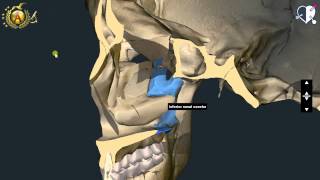 Nasale Lacrimale Vomere Palatino Zigomatico [upl. by Small]
