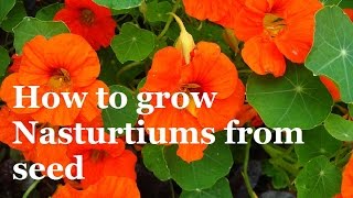 How to Grow Nasturtuims From Seed [upl. by Dnomder585]