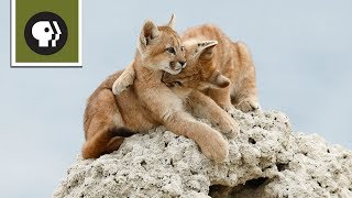 Wild Kitty Playtime [upl. by Jason]