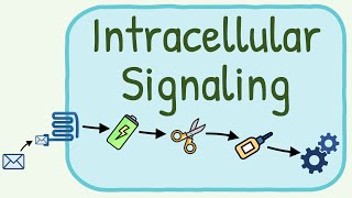 Intracellular Signaling  Second Messenger System [upl. by Hanselka444]