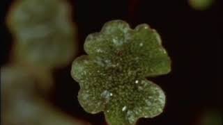 Liverwort Marchantia reproduction [upl. by Flin]