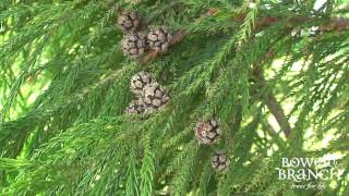 Grower Seth Cryptomeria Japonica Yoshino [upl. by Ettennej685]