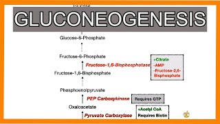 Gluconeogenesis [upl. by Yendroc2]