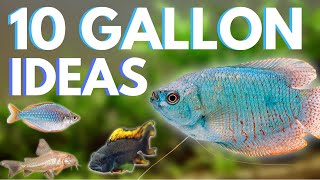 Top 10 Fish for a 10 Gallon Aquarium [upl. by Notgnilra]