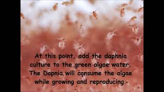 Daphnia  How to grow daphnia in your home [upl. by Blakeley284]