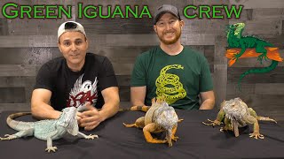 The fascinating Green Iguana [upl. by Enra]