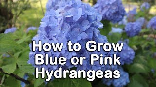 All About Blue or Pink Hydrangeas  Hydrangea Macrophylla  Bigleaf Hydrangeas [upl. by Akemor]