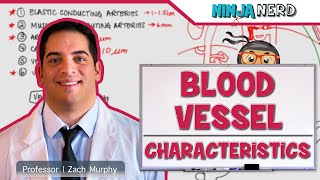 Cardiovascular  Blood Vessel Characteristics [upl. by Vigor]