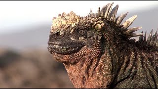 Saltsneezing Marine Iguanas in the Galapagos [upl. by Drida378]