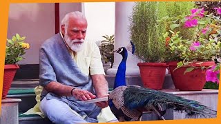 Precious moments PM Modi feeding peacocks at his residence [upl. by Abibah]