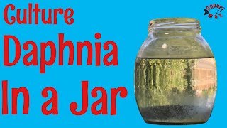 How to Culture Daphnia in a Jar [upl. by Erlandson]