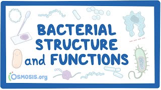 Bacterial Structure and Functions [upl. by Lenra]