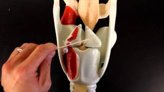 RESPIRATORY SYSTEM ANATOMY Larynx model [upl. by Nessah]