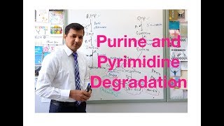 Purine and Pyrimidine Degradation [upl. by Erialb]