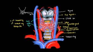 Thyroid Gland Anatomy 2 [upl. by Devina916]