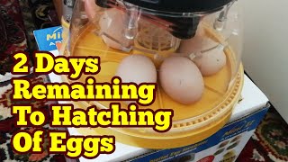 Hatching Eggs What To Do In Last Two Days  Brinsea Mini II Advance Egg Incubator [upl. by Eecyac317]