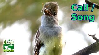 Great crested flycatcher call  song  sound  Bird [upl. by Trotta114]