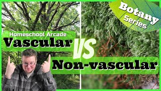 Vascular vs Nonvascular Plants  7 Main Differences [upl. by Stacee777]