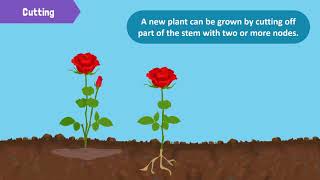 Types of Reproduction in Plants [upl. by Andel]