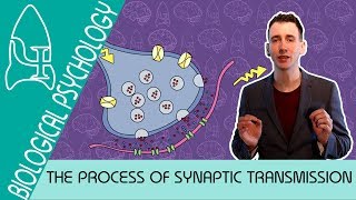 Synaptic Transmission  Biological Psychology AQA ALevel [upl. by Cr]