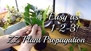 3 EASY Ways To Propagate Your ZZ Plant [upl. by Gideon997]