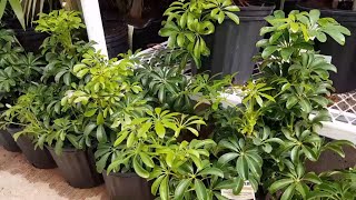 How To Take Care of the Schefflera Arboricola  Donna Joshi [upl. by Aimahc]