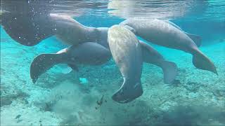 Manatees mating at Weeki Wachee [upl. by Eastman156]