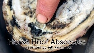 Horse Hoof Abscesses [upl. by Remus]