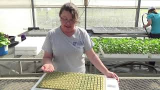 Growing Lettuce in an NFT System [upl. by Attennhoj]