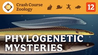 Phylogenetic Mysteries Crash Course Zoology 12 [upl. by Ainival559]