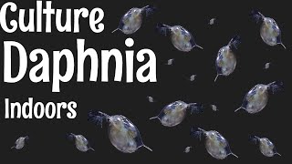 How to Culture Daphnia [upl. by Yleve]