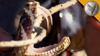 Insane Fangs of the Eastern Diamondback Rattlesnake [upl. by Joannes]