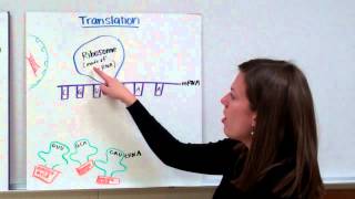 RNA Protein Synthesis [upl. by Tirrag]