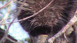 Porcupine eats through tree bark [upl. by Enilesor]